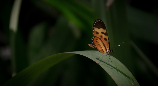 Devons-nous lutter contre les insectes en viticulture Agro-Synergique ?