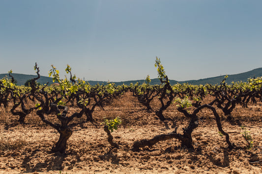 Quid des pratiques susceptibles « d’artificialiser » le Terroir en gestion Agro-Synergique?