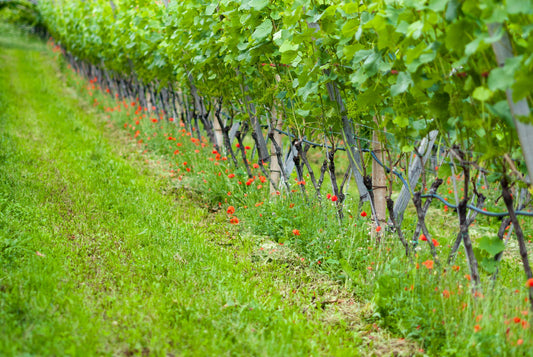 Agro-Synergic viticulture: principles and practical implementation