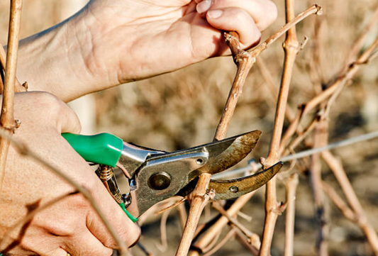 La taille hivernale et ses contraintes en Viticulture Agro-Synergique ?