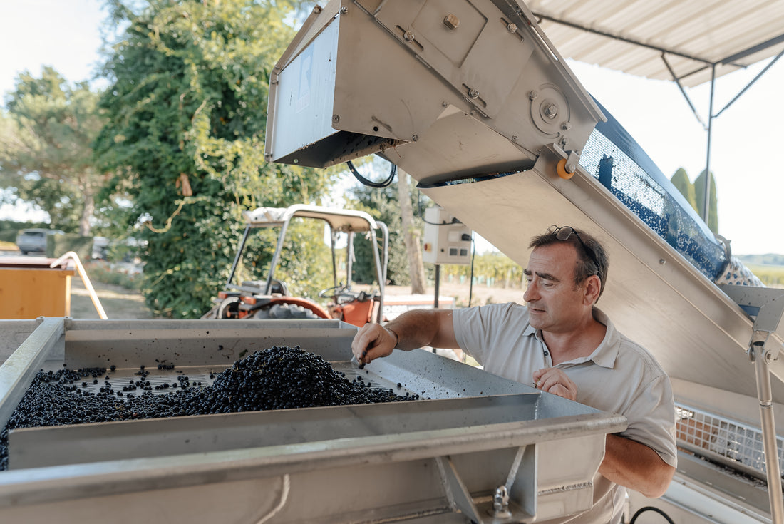 Vinification, élevage et conditionnement du vin en Agro-Synergie: de la production à la distribution écoresponsable du vin