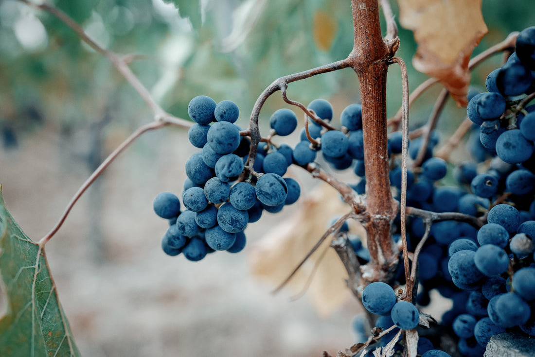 Greffer ou ne pas greffer la Vigne ? Là n’est pas la question.