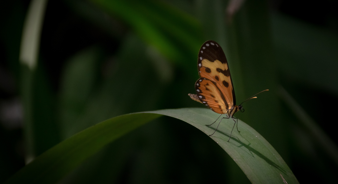 Devons-nous lutter contre les insectes en viticulture Agro-Synergique ?