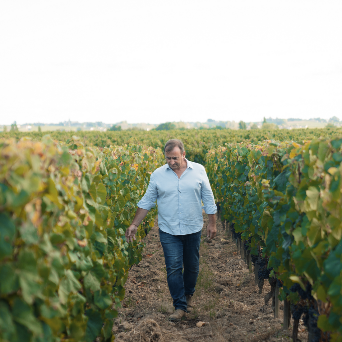 Introduction à un nouveau modèle de viticulture durable et écoresponsable : l’Agro-  Synergie.