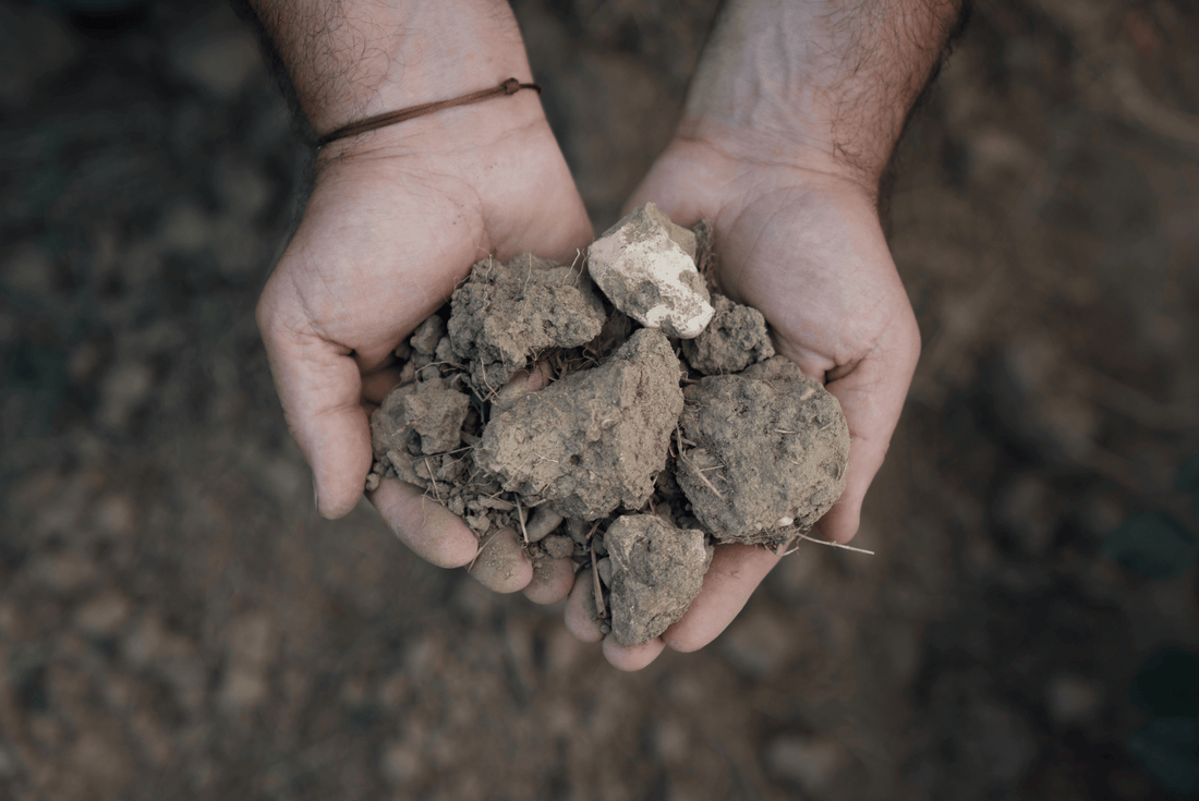 Préparation des sols aux plantations de nos Vignobles