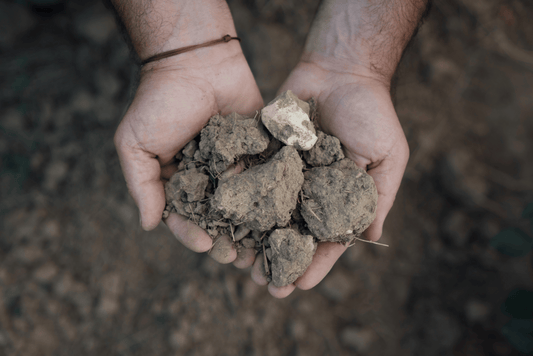 Préparation des sols aux plantations de nos Vignobles