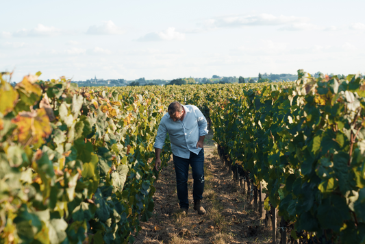 Les plantations, complantations ou racottages en Agro-Synergie