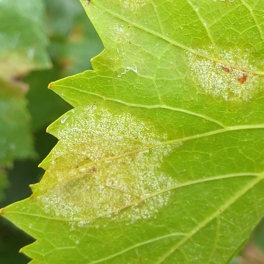 La gestion intelligente du feuillage de la vigne en Agro-Synergie