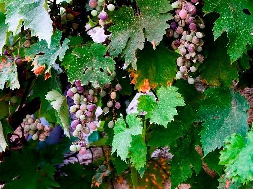 La protection contre les attaques de cryptogames en viticulture Agro- Synergique et les alternatives au cuivre