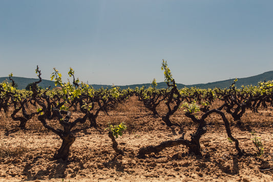 Au sujet des maladies du bois en viticulture Agro-Synergique