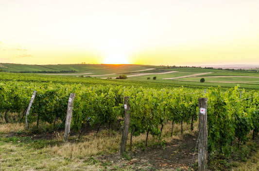 Densité, orientation de plantation et palissage