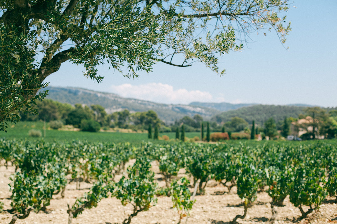 Viticulture Bio et Naturalité des intrants