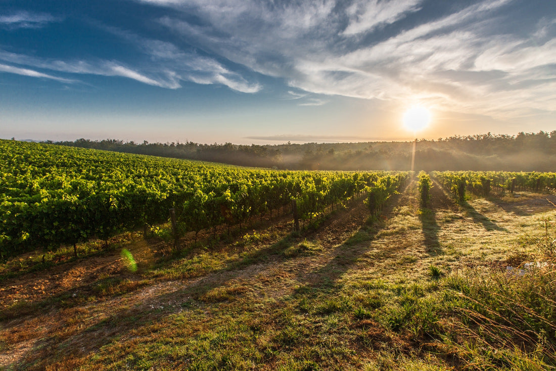 Agro-synergie, reconnaissance et respect du travail des vignerons et vigneronnes
